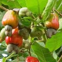 Cashew Nuts